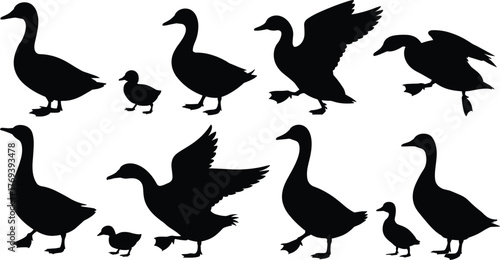 Duck and goose silhouette set, black vector illustration, flying and walking poses, waterfowl collection, bird shapes, wildlife design, nature animal graphics