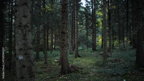 Dark, moody autumn forest panning shot. Swaying branches and leaves, windy and cloudy dark, real time footage, no people