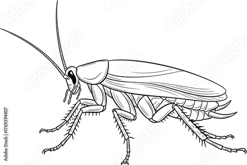 Detailed line art illustration of a cockroach insect, realistic anatomy for pest control, entomology, biology education, or horror-themed vector design content.