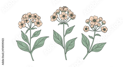Three hand-drawn botanical illustrations of delicate peach-colored cluster flowers with green leaves, isolated on white.