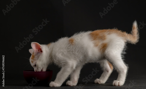 White and light orange hair young male cat with dark background indoor