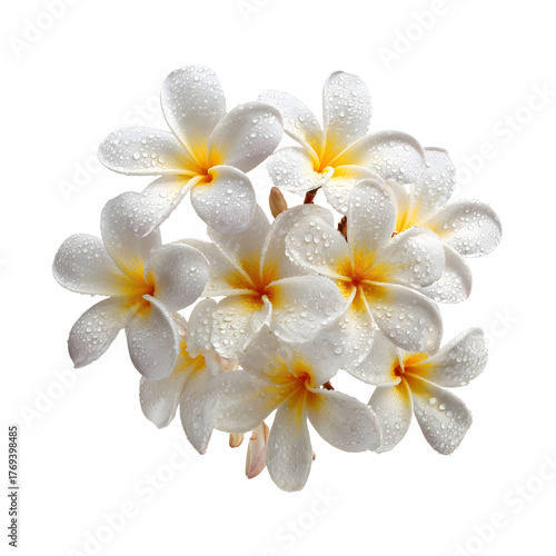 Elegant White Frangipani Flowers with Dewdrops Arrangement