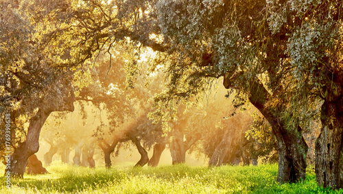 old knotty stone oaks in spanish dehesa in warm morning light 491