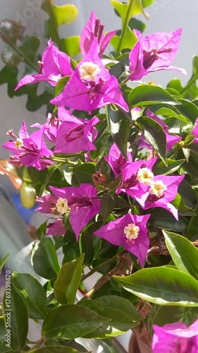 Bougainvillea pink flowers blooming 