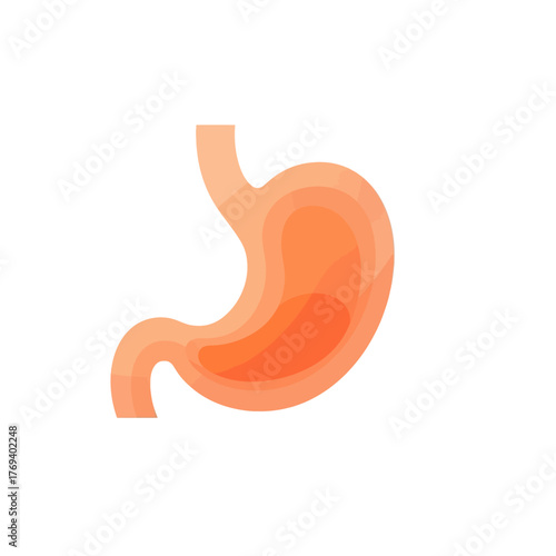 Human Stomach Anatomy Illustration, Digestive System Organ