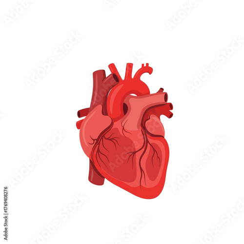 Realistic Human Heart Anatomy Illustration on White Background