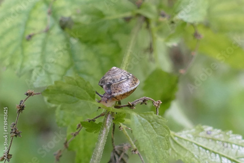 Nahaufnahme einer gemeinen Schnecke auf einem Blatt