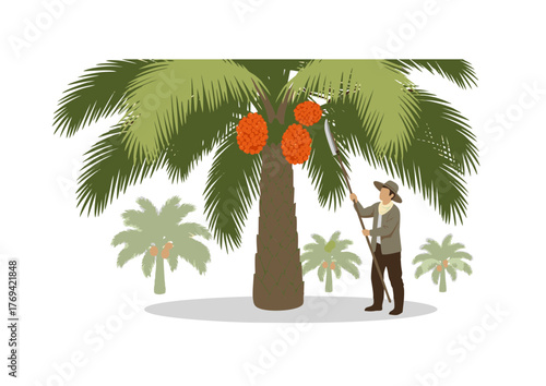 Flat Illustration Palm Oil Plantation Worker Harvesting Fruit Using Sickle