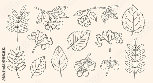 Botanical line art collection featuring various autumn leaves, berries, and acorns, perfect for fall season designs.