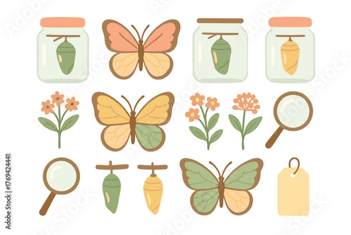 Cute butterfly life cycle set with chrysalis pupa adult insects flowers and magnifying glass