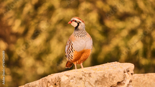 red legged partridge rooster, Alectoris rufa, on stone wall, close
