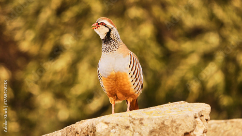 red legged partridge rooster, Alectoris rufa, on stone wall, close

