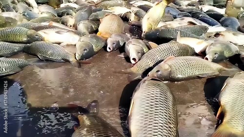 Harvested Carp Fish After Fishing