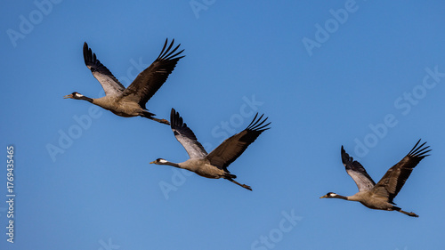 Kraniche (Grus grus)