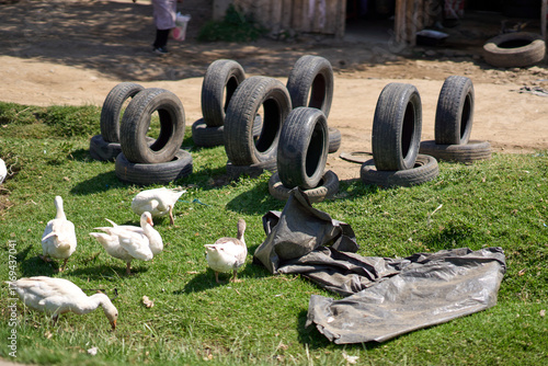 Kiambu County, Kenya - October 13th 2025 - Tyres and ducks