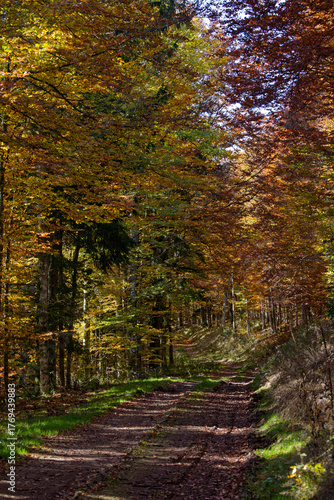 Chemin forestier en automne