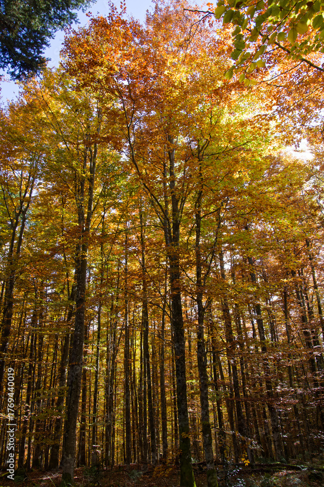 Fototapeta premium Forêt en automne