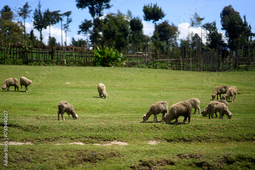 Kiambu County, Kenya - October 13th 2025 - Sheeps on the field