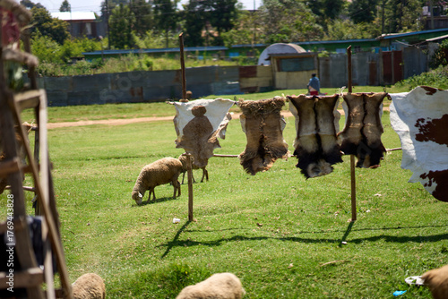 Kiambu County, Kenya - October 13th 2025 - Animal skin hanging outside