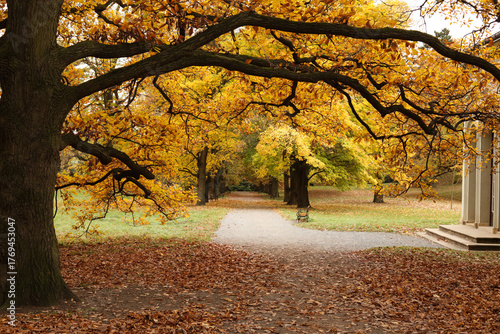Autumnal park with yellow leaves and path in the foreground.