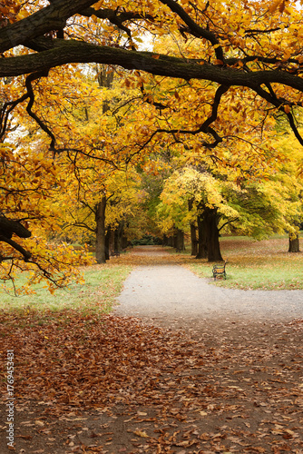 Autumnal park with yellow leaves and path in the foreground.