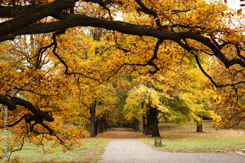 Autumnal park with yellow leaves and path in the foreground.