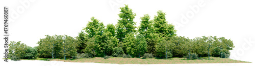 Big scene of tree and forest PNG transparent background, No original background, 3d illustration rendering 