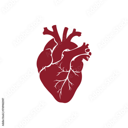 Stylized human heart vector illustration — anatomical organ design for medical and educational use