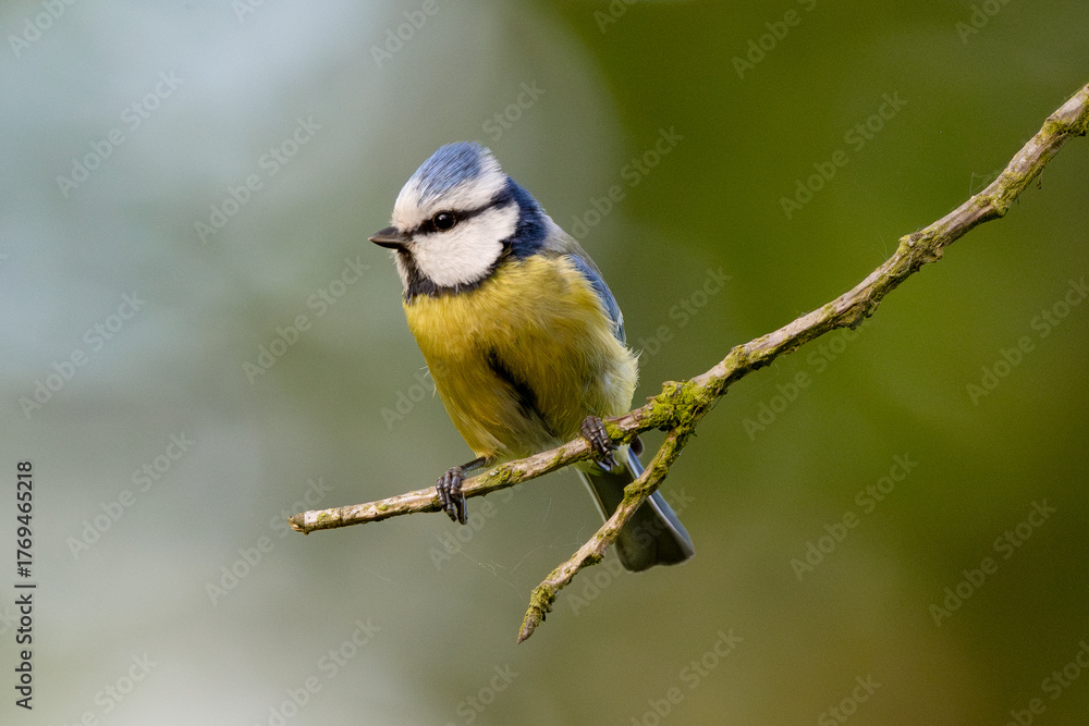 Obraz premium Eurasian Blue Tit Sitting On Tree