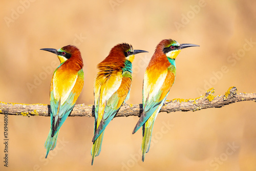 Bee-eater