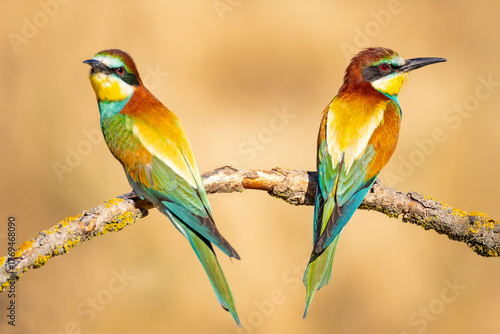 Bee-eater