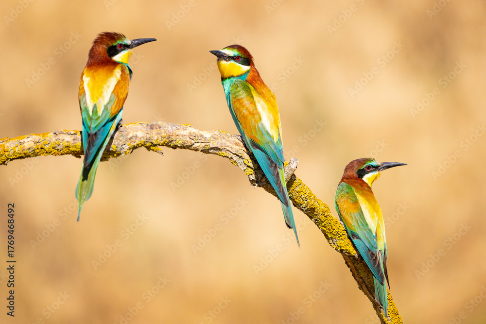 Obraz premium Bee-eater