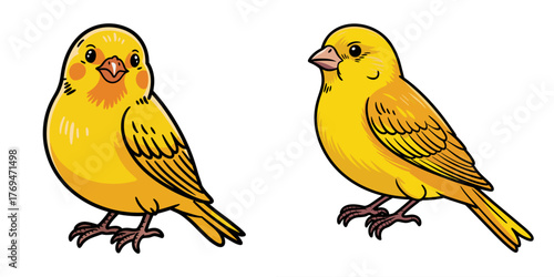 Colorful canary birds, a hand-drawn illustration, on a white background 
