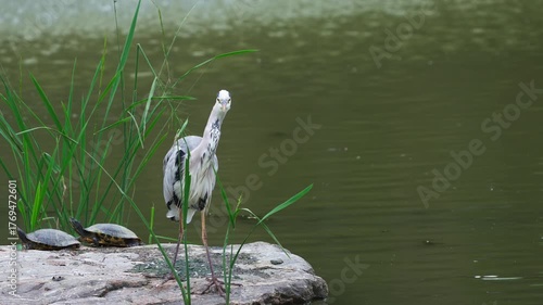 Grey Heron and Two Turtles Sharing a Rock by the Pond, Heron Takes Flight