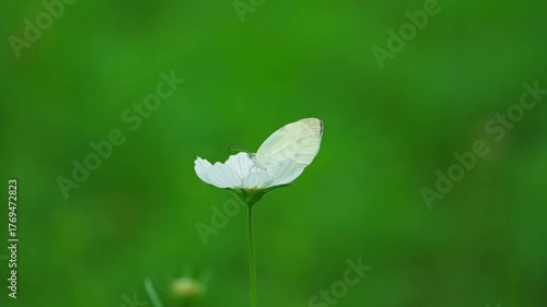 White Butterfly Takes Off from White Cosmos Flower with Green Background