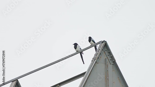 Two Magpies Perched on Industrial Steel Structure Against Bright Sky