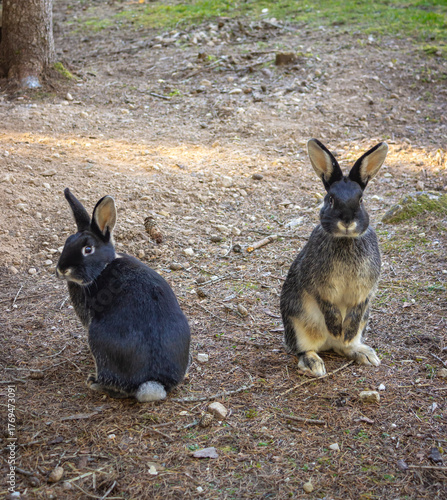 Nestled among pine needles and moss, two rabbits share a tranquil moment in alpine woods. Autumn light adds warmth to this natural scene.