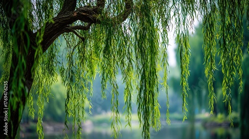 canonization. A weeping willow tree with drooping branches in muted green tones. gardening catalogs, home-decor guides, designed for gardening and botanical catalogs, used by logistics managers.