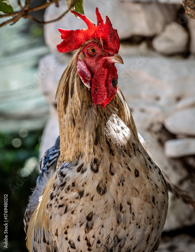 Close-up of a handsome rooster with vibrant red comb and wattle