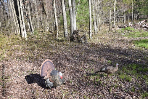 Spring Turkey Hunting 