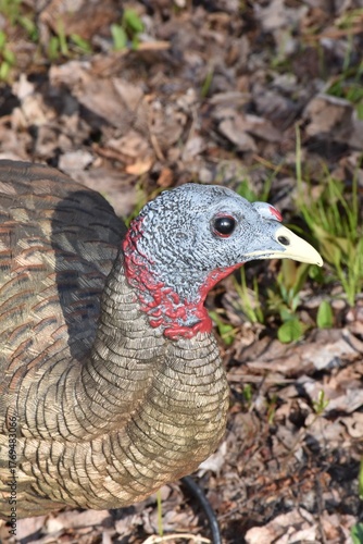 Spring Turkey Hunting 