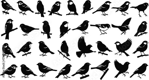 Bird silhouette collection, flying birds, perched birds, black bird shapes, wildlife vector, avian poses, nature clipart, editable design, flat vector illustration