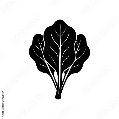 vector illustration of a spinach