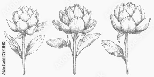 Set of artichoke drawings. Rough monochrome object with scattered grit faded threshold and paper scratches. Stipple noise and dry ink traces cover the surface.
