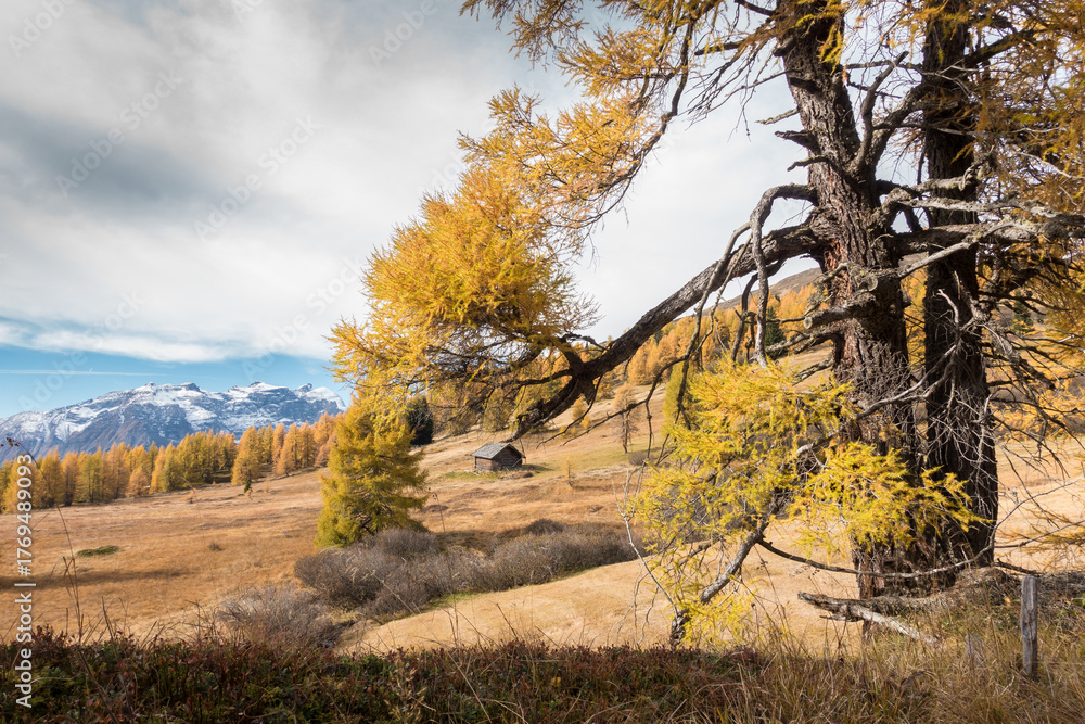 Fototapeta premium Herbstlandschaft mit Jagdhütte und Lärchenbaum