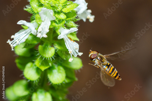 Marmalade Hover Fly hovering over a flower, Episyrphus Balteatus