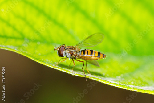 Marmalade Hover Fly on a leaf, Episyrphus Balteatus