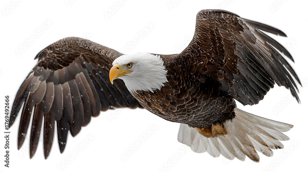 Fototapeta premium Eagle soaring through storm clouds, dramatic wingspan with lighting contrast, isolated on white background