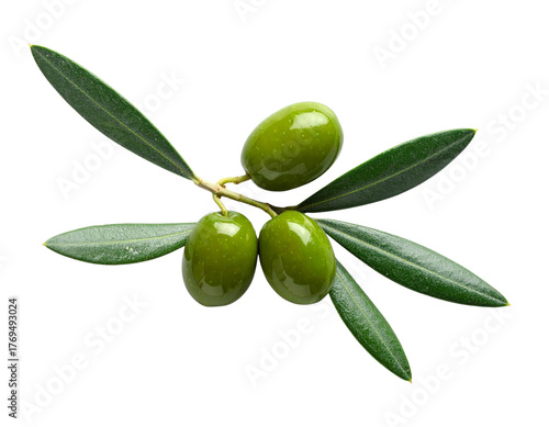 Wallpaper Mural  Minimalist Olive Branch with Soft Shadows Torontodigital.ca