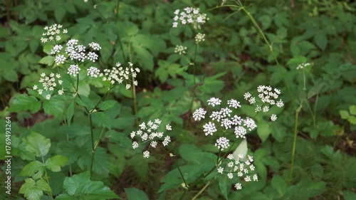 Delicate white umbels of flowering ground elder, Aegopodium podagraria, bloom in a shady forest. This summer scene captures the plant's umbrella-like clusters amid lush green leaves.